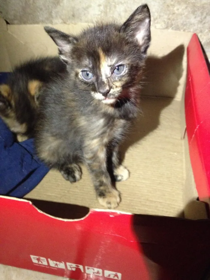 Gato ra a  idade Abaixo de 2 meses nome Sem nomes