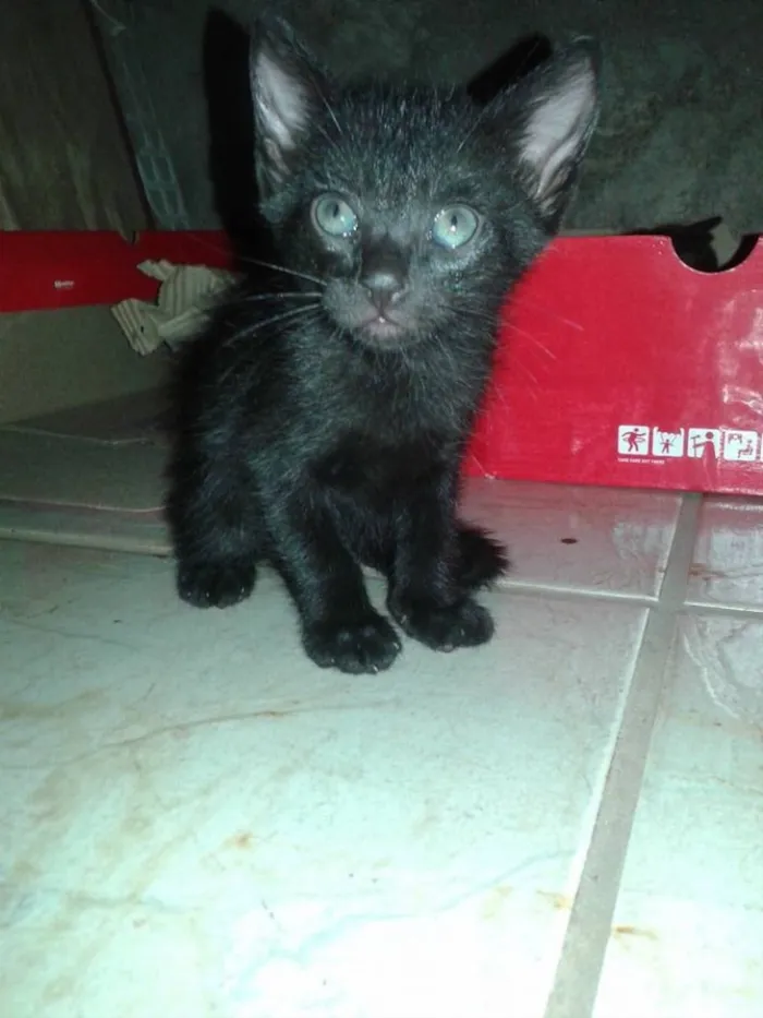 Gato ra a  idade Abaixo de 2 meses nome Sem nomes