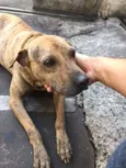 PIT BULL