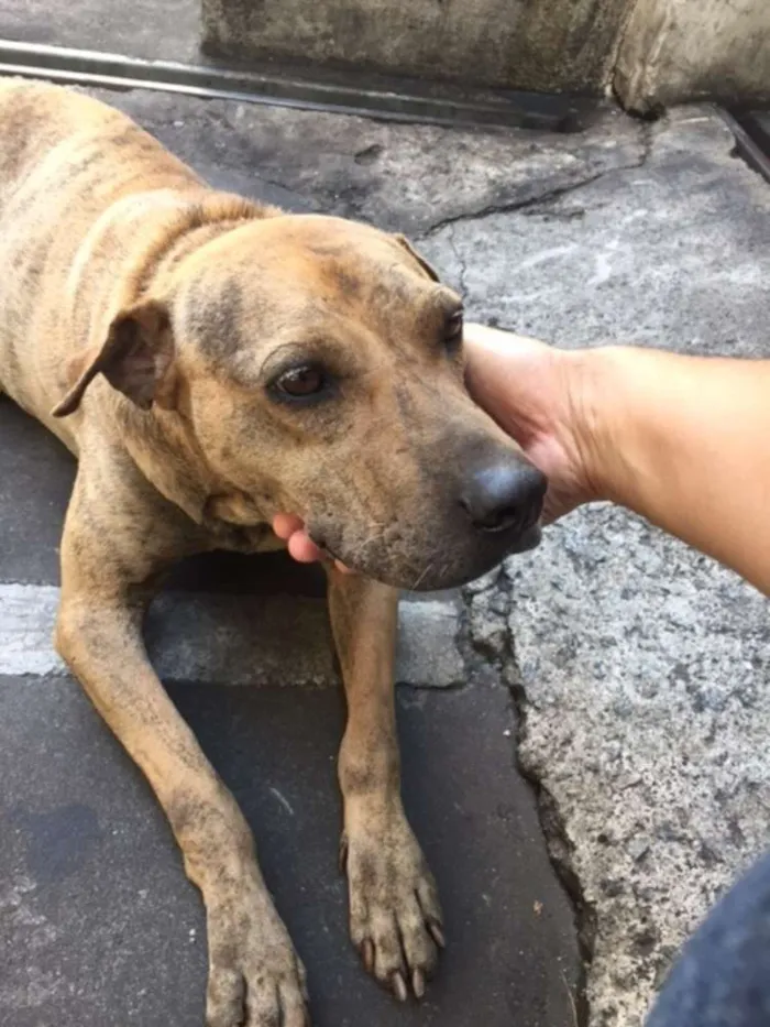 Cachorro ra a Pit-Bull idade 5 anos nome PIT BULL