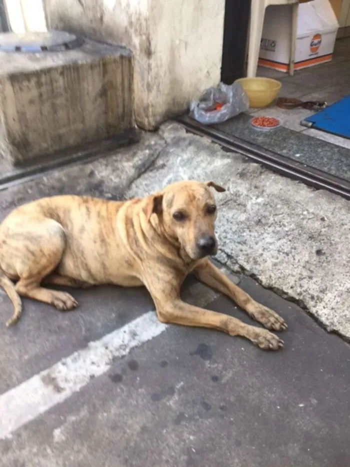 Cachorro ra a Pit-Bull idade 5 anos nome PIT BULL