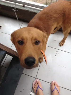 Cachorro raça Akita misturado idade 2 anos nome Marley