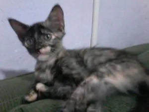 Gato raça  idade 2 a 6 meses nome Malhada