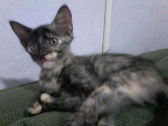 Gato ra a  idade 2 a 6 meses nome Malhada