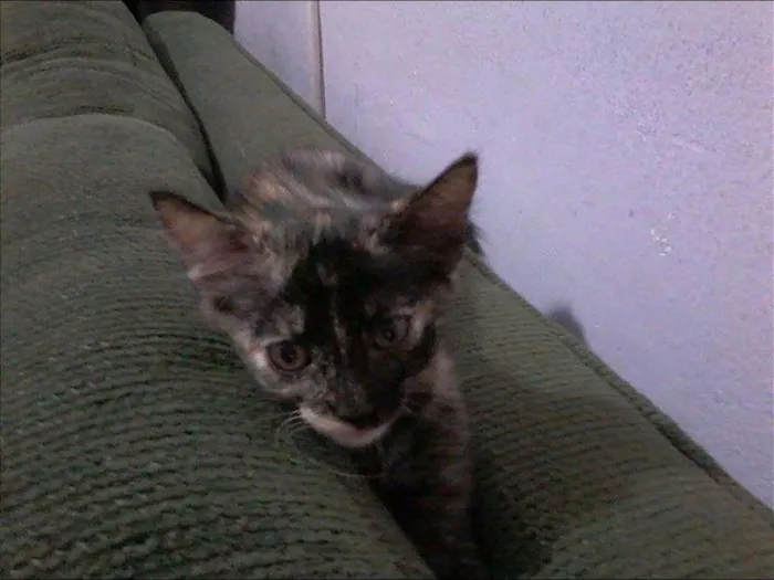 Gato ra a  idade 2 a 6 meses nome Malhada
