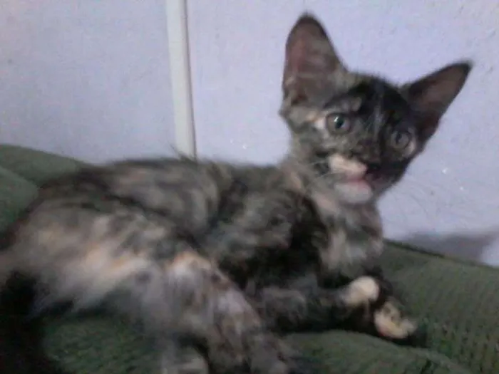 Gato ra a  idade 2 a 6 meses nome Malhada