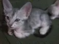 Mimoso