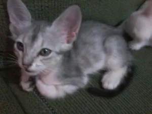 Gato raça  idade 2 a 6 meses nome Mimoso