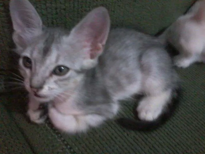 Gato ra a  idade 2 a 6 meses nome Mimoso