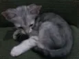 Mimoso