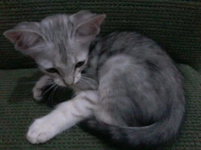 Gato ra a  idade 2 a 6 meses nome Mimoso