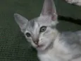 Mimoso