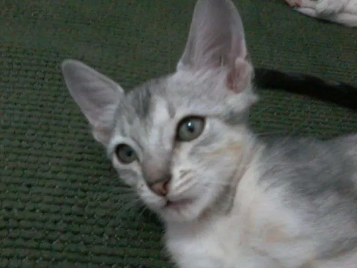 Gato ra a  idade 2 a 6 meses nome Mimoso