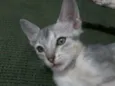 Mimoso