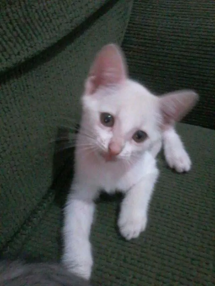 Gato ra a  idade 2 a 6 meses nome Bricalhão