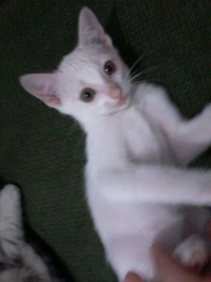 Gato ra a  idade 2 a 6 meses nome Bricalhão