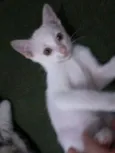 Bricalhão