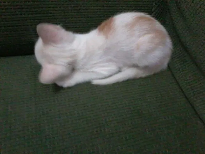 Gato ra a  idade 2 a 6 meses nome Bricalhão