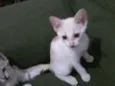 Bricalhão