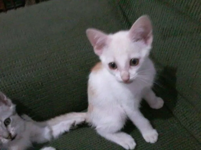 Gato ra a  idade 2 a 6 meses nome Bricalhão