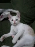 Bricalhão
