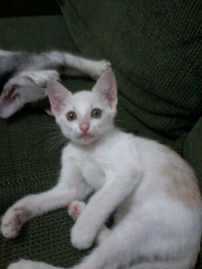 Gato ra a  idade 2 a 6 meses nome Bricalhão