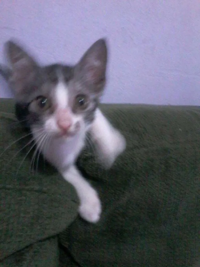 Gato ra a  idade 2 a 6 meses nome Serginho