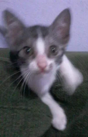 Gato raça  idade 2 a 6 meses nome Serginho