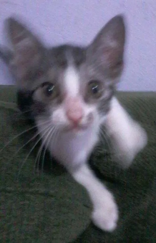 Gato ra a  idade 2 a 6 meses nome Serginho