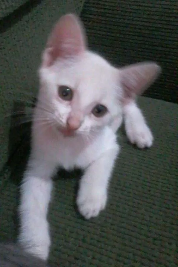 Gato ra a  idade 2 a 6 meses nome Bricalhão
