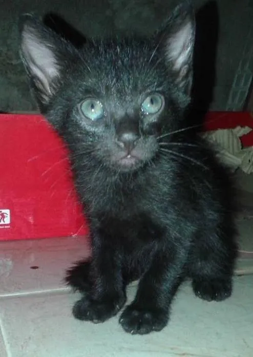 Gato ra a  idade Abaixo de 2 meses nome Sem nomes