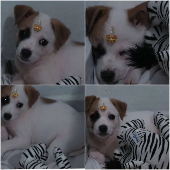 Cachorro ra a Vira Lata idade Abaixo de 2 meses nome Preciosa