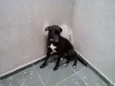 JANJÃO