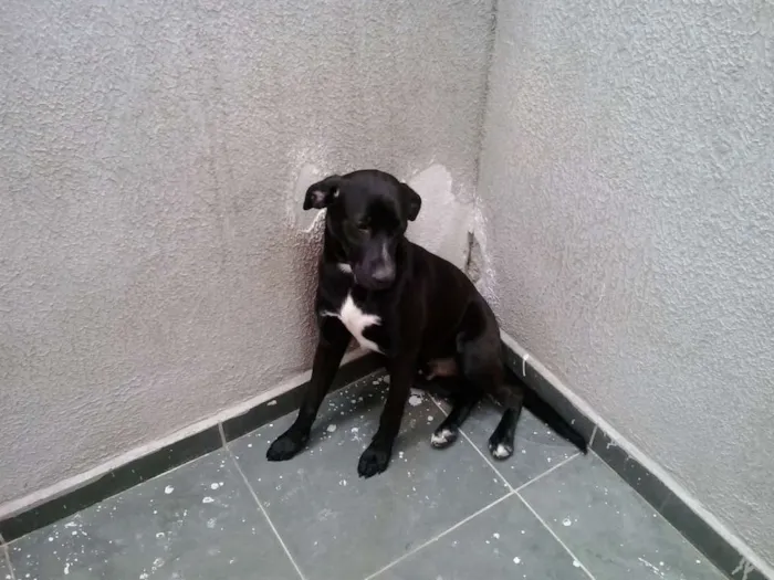 Cachorro ra a DESCONHECIDA idade 7 a 11 meses nome JANJÃO