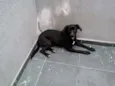 JANJÃO