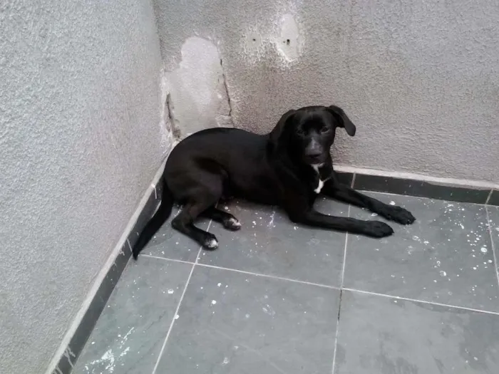 Cachorro ra a DESCONHECIDA idade 7 a 11 meses nome JANJÃO