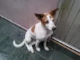 NINA