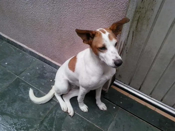 Cachorro ra a DESCONHECIDA idade 1 ano nome NINA