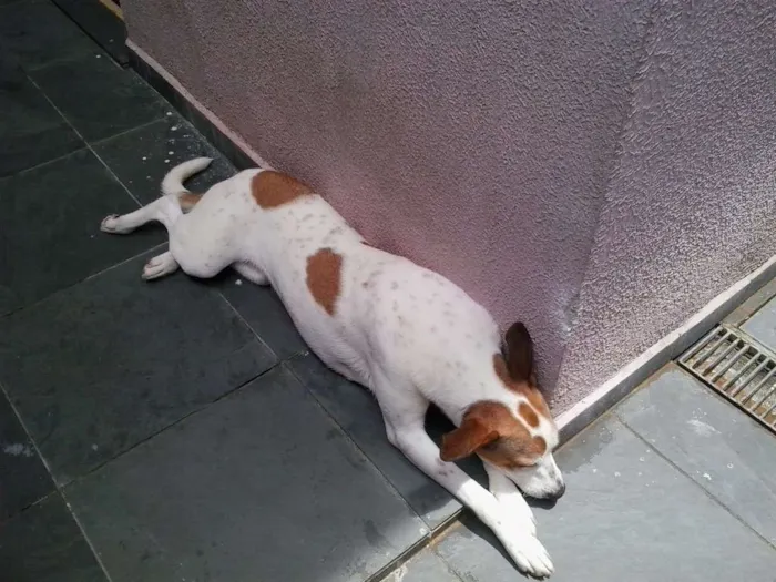Cachorro ra a DESCONHECIDA idade 1 ano nome NINA