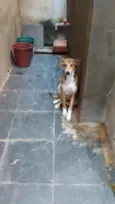 marronzinha