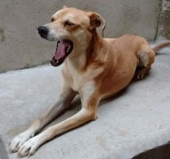 Cachorro ra a SRD idade 2 anos nome Costelinha