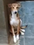 marronzinha