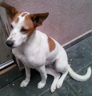 Cachorro raça DESCONHECIDA idade 1 ano nome NINA