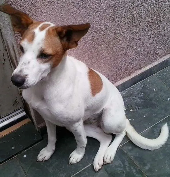 Cachorro ra a DESCONHECIDA idade 1 ano nome NINA