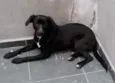 JANJÃO