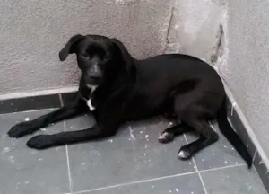 Cachorro raça DESCONHECIDA idade 7 a 11 meses nome JANJÃO