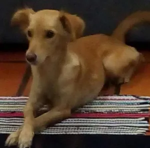 Cachorro raça Indefinida idade 1 ano nome Mel