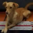 Mel