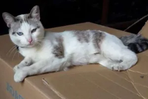 Gato raça SRD idade 7 a 11 meses nome Catita