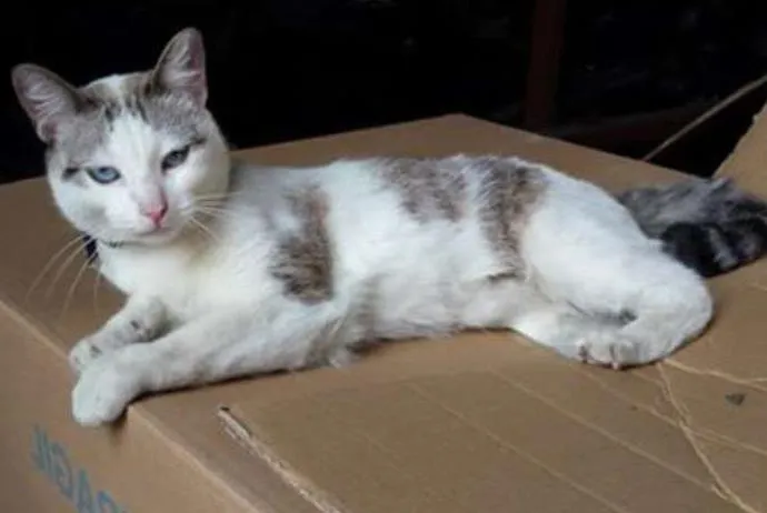 Gato ra a SRD idade 7 a 11 meses nome Catita